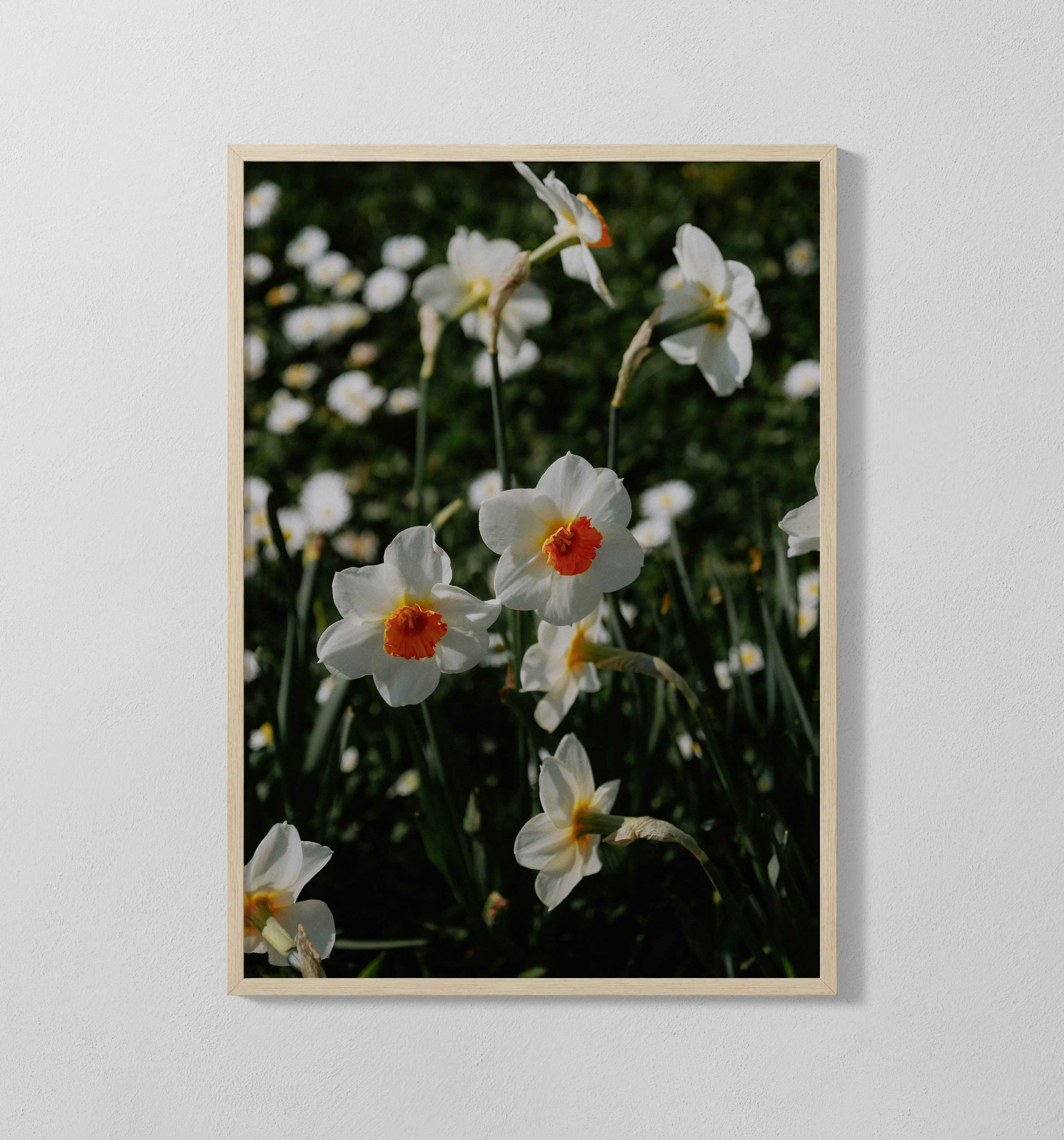 Narzissen | Poster